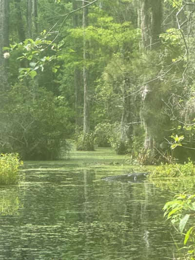 A swampy waterway covered in algae is framed by a dense forest of trees. A large alligator is partially submerged in the water. The scene is taken from the edge of the water, with the viewer looking across the waterway. The trees are tall and slender, with green leaves and some Spanish moss hanging from the branches. The waterway is shallow, with the bottom visible in places. The sunlight is filtered through the leaves, creating a dappled effect on the water. This location is Goose Creek, South Carolina.