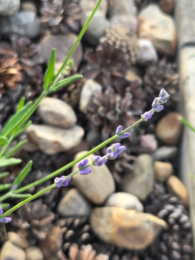 This is a close-up, horizontal, medium shot of a lavender stem with developing buds and flowers. The stem is green and thin, with small, elongated green leaves growing from its base. The flowers are a pale purple and are clustered along the upper portion of the stem. The background is out of focus and consists of small, smooth, multi-colored stones and pinecones, creating a natural, earthy texture. The lighting suggests it is daytime, likely outdoors, with a slightly overcast or diffused light, given the soft shadows. There is no visible text in the image. The overall mood is serene and naturalistic, focusing on the delicate beauty of the lavender plant in its garden setting. The location context of Frolovo, Russia, provides a geographical setting that might influence the type of flora and environment depicted.