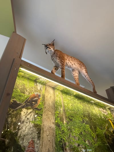 The image depicts an indoor natural history exhibit, likely within the city of Vavřinec, Czechia. A taxidermied lynx (Lynx lynx) with characteristic spotted fur, tufted ears, and a short tail is positioned atop a light-colored wooden beam or shelf, walking from right to left, with its head turned upwards and slightly left. Below this beam, a large display case or illuminated mural presents a dense forest scene with tall trees, lush green foliage, and light emanating from the upper right. A horizontal LED light strip is affixed to the underside of the wooden beam, illuminating the forest display. Within this display, a two-dimensional cutout or figure of a small, reddish-brown bird, consistent with a common chaffinch (Fringilla coelebs), is perched on a depicted branch on the left side of the forest scene. The background includes a white ceiling and a pale green wall segment visible in the upper left corner, suggesting a clean, institutional environment. The wooden support structure of the exhibit is visible on the left.