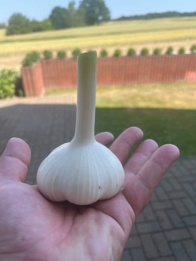 A close-up shot shows a person's hand holding a single head of white garlic. The garlic is plump with a long, green stem. The hand is open, with the garlic resting in the palm. The background is blurred, showing a brick pathway, a low red brick wall with a row of small green bushes, and a field of yellow grass under a clear blue sky. The image was taken outdoors during the day. It is not possible to determine the specific location within Neustadt, Germany from the provided image.