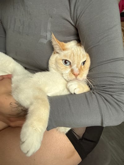 A cream-colored cat with blue eyes is being held by a person wearing a gray, ribbed long-sleeved shirt. The cat is positioned across the person's lap and arm, with its head resting on the person's arm. The cat's paws are visible, and one paw is resting on its chest. The background is blurred and appears to be indoors. There is no indication that this image is located in the city of Anadyr, Russia.