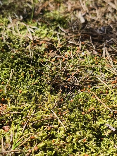 This is a close-up, high-angle shot of a forest floor, likely in Motala, Sweden. The ground is covered in a dense layer of vibrant green moss, interspersed with fallen pine needles and small, brown pinecone fragments. The texture of the moss is intricate and granular, with individual strands clearly visible. Some areas of the moss are lighter and appear more sunlit. The pine needles are dry and a light brown to reddish-brown color, lying in various directions across the moss. The background is out of focus, suggesting a shallow depth of field, but appears to be more pine needles and possibly other organic debris, with areas of shadow and light. There are no people or animals visible in the image. The scene depicts a natural, undisturbed outdoor environment.