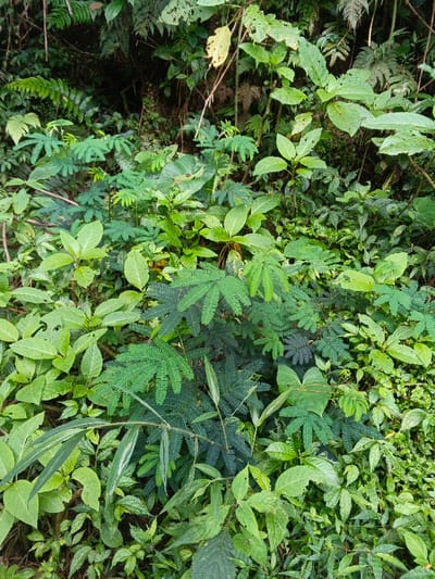 This image captures a dense and vibrant natural environment, likely a forest floor or thick undergrowth in Chilanga, Zambia. The scene is completely dominated by lush green vegetation, showcasing a variety of plant types.
The foreground and midground feature numerous plants with delicate, bipinnately compound leaves, resembling species from the Mimosa genus or similar legumes. These plants appear in various shades of green, some lighter and some darker. Interspersed among them are other plants with broader, simpler leaves of different shapes and sizes, creating a rich tapestry of foliage. Some leaves exhibit minor imperfections or insect damage, indicating a natural, uncultivated setting.
The lighting is bright and relatively even, suggesting daytime, possibly under an overcast sky or within a shaded area of a dense canopy. There are no harsh shadows. The background recedes into darker, more obscured vegetation, implying the depth of the wilderness. No human presence, man-made objects, or visible text are present. The overall impression is one of abundant, untamed growth, typical of a humid and fertile tropical or subtropical ecosystem.