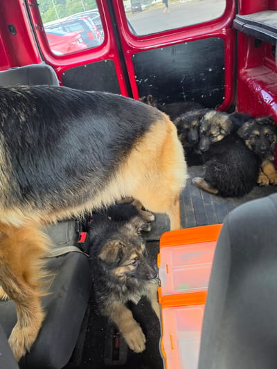 This image captures a heartwarming scene inside a red vehicle, likely a van, in Radviliškis, Lithuania. The primary subjects are several German Shepherd puppies and an adult German Shepherd. The puppies, appearing young and fluffy with black and tan markings, are nestled together, some appearing to be asleep. The adult dog, also a German Shepherd with distinctive black and tan coloring, is lying down, seemingly resting or supervising the puppies.

The setting is the interior of the vehicle, with red panels visible on the doors and a black floor mat. The puppies are in the back of the vehicle, while the adult dog occupies the foreground, with its body partially obscuring the puppies and the vehicle's interior. Orange plastic containers are stacked in the vehicle, adding a pop of color to the scene. The lighting suggests it's daytime, possibly with overcast skies given the diffused light. The overall mood conveyed is one of warmth, care, and a peaceful moment, likely during transport or a stop. There are no visible people in the image, and no text is discernible. The presence of the dogs suggests an owner or caretaker is nearby, but they are not pictured.