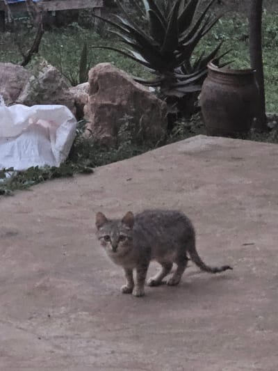 A small, grey tabby domestic cat stands on a light-colored paved surface, facing forward, in an outdoor setting in Oumazza, Morocco. The cat exhibits short fur with visible tabby patterns. Behind the cat and the paved foreground, a vegetated area is visible. To the left, a crumpled white plastic sheet rests near several light brown rocks partially obscured by green ground cover. To the right, a large agave plant with thick, dark green leaves is present, alongside a dark brown, unglazed clay pot or jar. The background consists of dense green foliage, suggesting an uncultivated or minimally maintained outdoor space. The scene is illuminated by diffuse daylight.