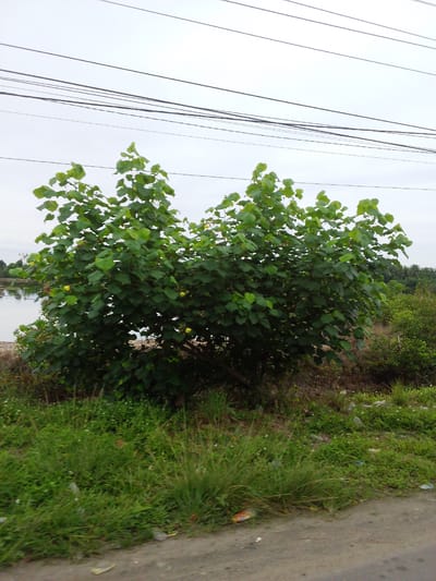 This media file shows an outdoor scene with several trees and vegetation. The trees are lush green with broad leaves, and some appear to have yellow fruits. In the background, there is a body of water, likely a river or lake, and more distant vegetation, suggesting a rural or semi-rural setting. Overhead, several power lines are visible against a cloudy or overcast sky. The ground in the foreground consists of a dirt path and overgrown grass, with some litter scattered around, indicating a somewhat unkempt area. There is no visible text in the image. The lighting suggests it is daytime, but the overcast sky might imply it is either early morning, late afternoon, or a generally cloudy day. The scene appears natural and peaceful, with no people or specific activities clearly depicted. The location context provided is Damatutong, Indonesia.