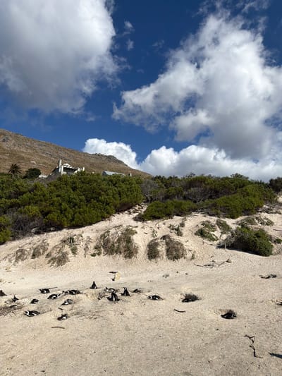 This daytime image captures a vibrant natural scene in Simon's Town, South Africa, featuring a colony of African penguins against a backdrop of a mountain and sky.

In the foreground, a light-colored, sandy terrain serves as the primary habitat for numerous African penguins. These distinctive black and white birds are scattered across the ground, with many congregated around or within shallow burrows dug into the sand, indicating nesting or resting behavior. Some penguins are partially visible, peeking out from these earthy shelters. One larger, predominantly white bird, possibly a seagull, is also seen amidst the colony. Sparse, dry bushes and scattered organic debris dot the sandy expanse.

Behind the penguin habitat, a dense strip of rich green bushes and trees forms a lush midground, separating the sandy area from the more rugged landscape beyond. This vegetation appears to grow along the base of a large, rocky mountain or hill that dominates the upper-left portion of the scene. The mountain face is rugged and stony, with patches of sparse vegetation. Tucked into the green lower slopes of this mountain, a white building with balconies is visible, a subtle sign of human habitation within the natural environment.

The sky above is a clear, brilliant blue, punctuated by several fluffy white cumulus clouds that add depth and texture to the expansive overhead view. The bright sunlight suggests a morning or early afternoon setting, illuminating the scene and creating distinct shadows. The overall image beautifully portrays the unique coastal ecosystem and the wildlife found in this region of South Africa.