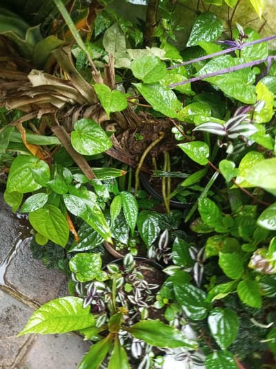 A collection of verdant plants, glistening with moisture, fill the frame. Prominent among them are heart-shaped leaves of Piper betle. Wandering Jew, with its striped foliage, thrives nearby. The remnants of a bromeliad's dried fronds provide a backdrop. All are interspersed amidst lush greenery, some potted, others seemingly wild, giving the scene a dense, thriving, and somewhat untamed appearance. A stone pathway appears to the lower left.