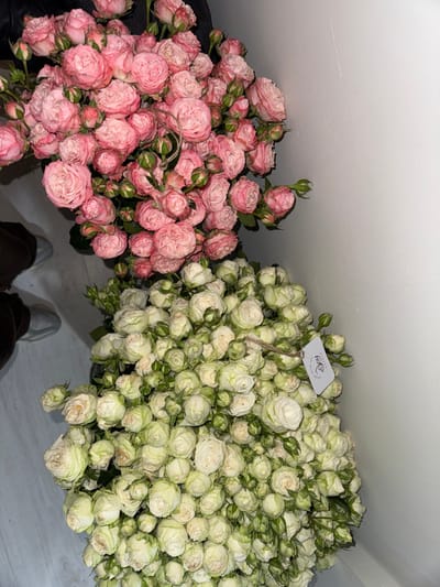 The image displays an overhead view of two substantial bundles of spray roses situated on a light-colored floor, adjacent to a plain white wall, within the city of Ayntap, Armenia. The upper bundle consists of numerous pink spray roses, exhibiting various stages of bloom from tight buds to partially opened flowers. The lower bundle contains numerous white to pale green spray roses, also in differing stages of bloom. A small, rectangular white tag, attached by a piece of twine, is visible within the white rose bundle, bearing dark, illegible lettering and a simple logo. The lower legs and feet of an individual, dressed in dark trousers and light-colored footwear, are partially visible on the far left side of the frame, positioned near the flower bundles. The scene is illuminated by artificial light.