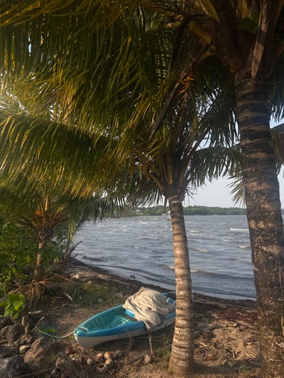 The image depicts a waterfront scene in Punta Gorda Town, Belize, framed by two palm trees. A light blue and grey kayak, partially covered with a white tarp, rests on the sandy shore beside one of the trees. The sea is visible through the palm trees, with small waves and a distant shoreline with trees. The shore is a mix of sand, leaves, and other natural debris. The sky is light blue.