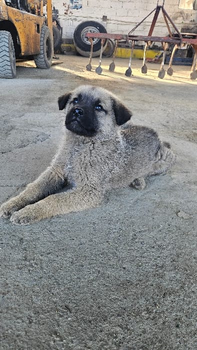 A light gray, short-haired puppy, possessing a black muzzle, dark brown nose, and light blue eyes, is depicted lying on a sandy, light gray ground surface. Its front paws are extended forward, and its body rests low to the ground. The puppy's fur appears lightly dusted. In the background, on the left, a segment of a yellow heavy-duty forklift with black tires is visible. To the right of the forklift, a large, dark-colored vehicle tire leans against a light-colored block wall. Further right, a red-brown metallic agricultural implement, identified as a cultivator with multiple tines, is positioned. The scene is outdoors, illuminated by natural daylight, in the city of Bogorodica, North Macedonia. No human subjects are present.