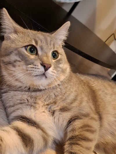 A close-up, eye-level shot captures a tabby cat with green eyes, its gaze directed slightly off-camera to the right. The cat is predominantly a light brown and gray color with distinct tabby markings across its body. Its ears are perked up, and its whiskers are prominent. The background consists of dark, blurred surfaces, suggesting an indoor environment. The lighting appears to be artificial, casting a warm glow on the cat's fur. There are no people visible in the image.