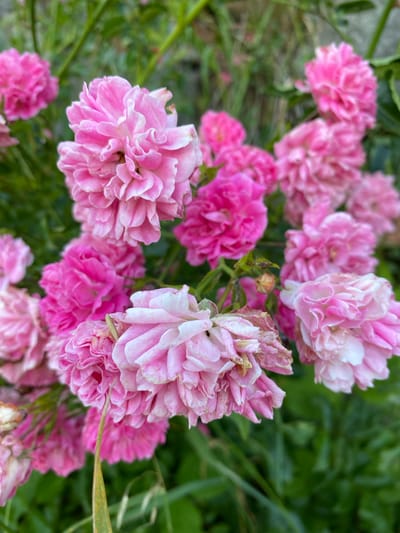 This media file features a close-up, overhead view of a cluster of pink roses in bloom. The roses are the primary subject, with many densely packed petals creating a ruffled appearance. Some of the roses are a vibrant, bright pink, while others are a lighter, softer shade, with some even appearing almost white at the edges. The focus is sharp on several of the blooms, particularly in the foreground and midground, showcasing the intricate details of their petals. The background is a blur of green foliage, suggesting a garden setting. A few dried or wilting petals are visible on some of the flowers, adding a touch of natural imperfection. The lighting appears to be natural, likely daylight, as there are no harsh shadows. The overall impression is one of natural beauty and the abundance of a blooming rose bush. No people, text, or specific events are visible. The setting is implied to be outdoors, consistent with a garden in Luh, Ukraine.