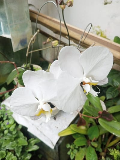 Two white orchids with yellow accents take center stage. The flowers are full bloom, petals smooth with delicate ridges. They sit on a white surface among various green plants with rounded leaves and purple hints. Thin metal rods and wooden slats appear in the background. The scene has soft lighting, highlighting the orchids' pristine white against the lush greenery.