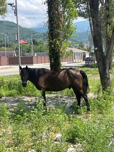In Amzara, Abkhazia, a solitary brown horse stands in a patch of tall green grass near a road. The horse faces left, its body partially obscured by foliage. Behind the horse, a road runs horizontally, bordered by a brown brick fence. Beyond the fence, buildings with a light-colored facade and dark window frames are visible, with a dark-colored SUV parked on the road. The background is filled with lush green trees and rolling hills under a cloudy sky. A thick, vine-covered tree trunk stands to the right of the horse.