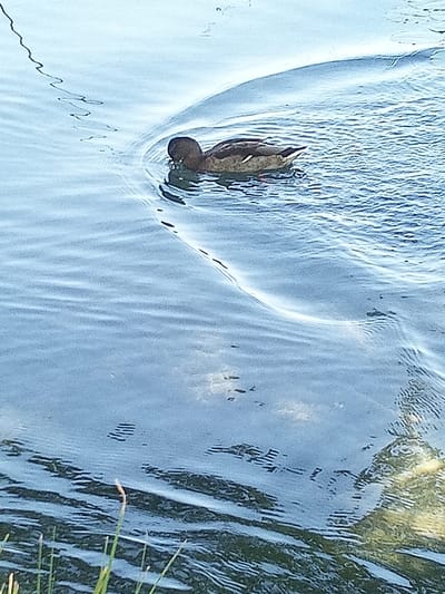 A duck swims in the tranquil waters of the lake in Banyoles, Spain, leaving behind a ripple in its wake. The duck, with its brown and white plumage, is captured mid-swim, its head lowered as if in search of food. The water, a mosaic of blues and whites, reflects the sky and the surrounding greenery, creating a serene and picturesque scene. The gentle ripples emanating from the duck suggest a peaceful and undisturbed environment. The presence of some reeds in the foreground adds to the natural beauty of the lake. The image is a snapshot of a quiet moment in nature, highlighting the beauty of the lake and its inhabitants.