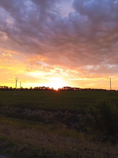 This is a landscape photograph taken during sunset in Rodino, Russia. The sky is a dramatic display of color, transitioning from deep blues and purples in the upper half to vibrant oranges and yellows near the horizon. Clouds are present throughout the sky, with the lower clouds illuminated by the setting sun.
In the middle ground, a dense line of trees stretches across the horizon, silhouetted against the bright sky. In front of the trees, a vast, dark green field of crops occupies the majority of the lower half of the image. Several utility poles with wires are visible in the field, breaking the uniformity of the landscape.
The foreground consists of a strip of dry, brownish grass and some darker green vegetation, suggesting a grassy verge or roadside. The overall impression is of a rural setting at the end of the day.