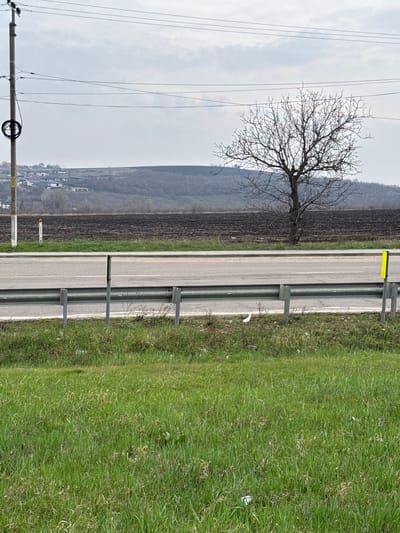 The image presents a rural landscape in Ciorescu, Moldova, under an overcast sky during daytime. A paved road stretches across the mid-ground, serving as a central horizontal element. To the right of the road is a wide expanse of vibrant green grass, interspersed with patches of lighter green and some debris. A metal guardrail, composed of horizontal beams supported by vertical posts, runs along the edge of the road on the grassy side. A yellow rectangular reflector is visible on one of these guardrail posts.
To the left of the road lies a large, brown, cultivated field, characteristic of late winter or early spring before new growth emerges. A prominent bare deciduous tree with an intricate network of branches stands within this field, its silhouette stark against the muted sky. Beyond the field and the tree, gently rolling hills covered with sparse, dormant vegetation form the background. A small village or settlement with numerous buildings can be faintly discerned in the valley at the base of these hills.
In the far foreground, on the left side of the image, a utility pole with several power lines extending upwards and across the frame is visible. Attached to this pole is a yellow triangular warning sign, partially obscured, with a black exclamation mark. Further down the road, in the brown field, a small white sign with a right-pointing arrow is present. Below the arrow, there is red, illegible text and a small symbol. No people or specific activities are depicted in the scene.