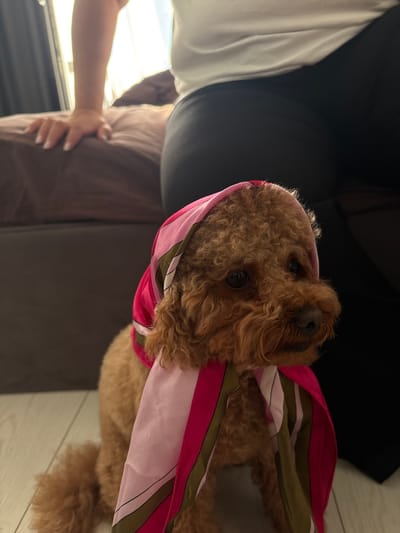 A medium shot shows a poodle with a pink and green patterned scarf draped around its head and neck. The dog is positioned in the foreground, facing to the right, with its body partially visible. Behind the dog, a person's arm and hand, with manicured fingernails, rest on a brown surface, possibly a bed or sofa. The background consists of dark furniture and a bright window, with a hint of curtains. The floor appears to be light-colored wood. The image is taken indoors, likely in a residential setting. There is no specific indication of the location in Goluboe, Russia.