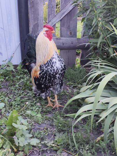 A rooster stands in a yard, facing the camera. It is a large bird with a red comb and wattles, yellow beak, and striking black, white, and gold plumage. Its tail feathers are black, and its legs are a pale orange. The rooster is standing on a patch of dirt and grass, surrounded by various green plants and weeds. In the background, a rustic wooden fence is visible, with a section of a white building to the left. The fence is made of rough, weathered planks, some of which are horizontally placed to create a sturdy barrier. Beyond the fence, a hint of greenery suggests trees or other foliage. The lighting suggests it is daytime, likely overcast or late afternoon, as there are no strong shadows. The setting appears to be a rural or suburban backyard. There is no discernible text in the image.