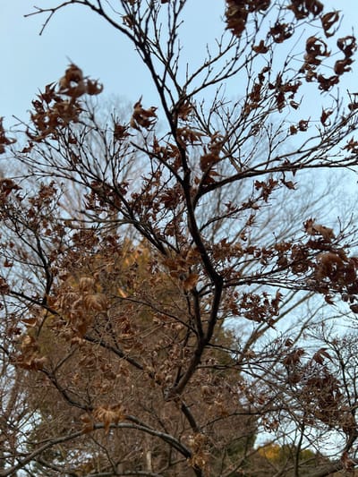 This media file captures a close-up, low-angle view looking up into the canopy of a deciduous tree, likely in late autumn or winter, within Bunkyō, Japan. The dominant subjects are numerous bare branches and twigs, primarily dark brown or black, forming an intricate, crisscrossing pattern against a pale, overcast sky. Many dried, brown, and curled leaves still cling to the branches, indicative of the season.

The scene appears to be an outdoor natural environment, possibly a park or garden, with hints of other trees and natural formations in the softer, blurred background. No people or human structures are clearly visible, placing the focus entirely on the tree's skeletal beauty. The sky is a muted, light blue-grey, suggesting an overcast day or perhaps twilight hours. The overall color palette is dominated by earthy browns, blacks, and cool greys, conveying a quiet, stark mood characteristic of the colder months. There is no visible activity or explicit event taking place, just a serene natural tableau. No text is visible in the image.