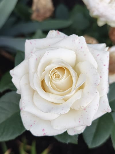 A close-up, top-down view of a white rose with pink speckles on its petals. The rose is in full bloom, with its center displaying a tight spiral of petals. The petals are layered and slightly ruffled at the edges. The background is blurred, showing dark green leaves and some out-of-focus brown elements, possibly other dried flowers or foliage. The lighting is soft, highlighting the delicate texture of the rose petals. The image does not contain any people or specific identifiable landmarks of the city of Семилетка, Russia.