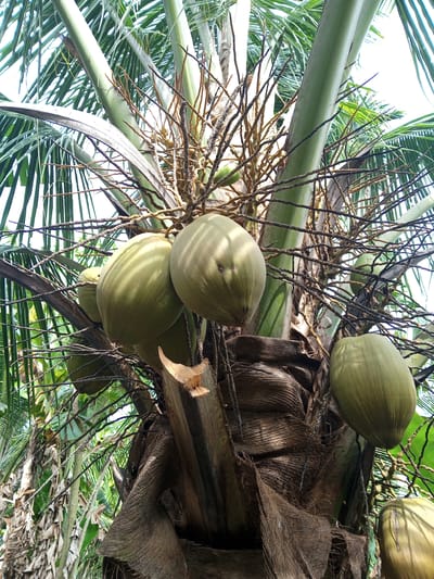 An upward-angled view captures the crown of a coconut palm (Cocos nucifera) in Palohigeuh, Indonesia. The central and lower frame is dominated by the textured, fibrous upper trunk of the palm, where old frond bases are visible, some with rough, irregular edges suggesting past removal. Directly above the trunk, a cluster of approximately six to eight light green, immature coconuts hangs, some partially obscured by one another. These coconuts display smooth, slightly elongated surfaces with subtle indentations. Interspersed among the coconuts and originating from the crown are numerous dried, dark brown, branched structures, likely remnants of spent inflorescences or flower stalks. Several large, green palm fronds extend outwards and upwards from the crown, framing the upper portion of the image and partially silhouetted against a bright, overcast sky. Additional green foliage from other trees is visible in the background, particularly on the left side of the frame. No human or animal subjects are present. The scene is brightly illuminated by natural daylight.