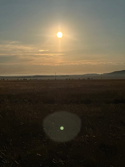 This image depicts a vast, dry grassland under a hazy, sunlit sky. The sun, a bright, overexposed orb, dominates the upper portion of the frame, casting a warm, golden glow across the scene. Thin, wispy clouds stretch horizontally across the sky, further diffusing the sunlight. In the distance, a line of trees and rolling hills are visible, shrouded in a layer of atmospheric haze, suggesting a considerable distance or perhaps fog. A lone utility pole stands starkly in the middle ground, a vertical interruption in the otherwise horizontal landscape. The foreground is filled with dry, golden-brown grass, appearing somewhat flattened and sparse. A notable lens flare, a circular greenish-white halo with a brighter center, is present in the lower half of the image, reflecting off the foreground grass. The overall impression is one of a dry, open, and potentially remote landscape, characteristic of the steppe regions found in and around Bereznyakovka, Kazakhstan. There are no people or specific objects that would indicate any particular activity or interaction.