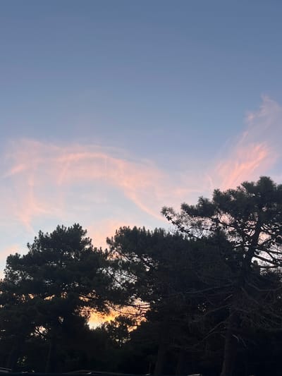 This is a vertical, eye-level, outdoor, mid-shot photograph taken during twilight. The upper two-thirds of the image are dominated by a gradient sky, transitioning from a pale blue at the top to a soft pinkish hue near the horizon. Wispy, pink clouds are scattered across the sky, some appearing stretched and streaked, suggesting wind.
The lower third of the image is filled with the dark silhouettes of pine trees. Their branches are dense, and some small cones are visible. The trees obscure the setting sun, but a faint orange glow emanates from behind them, indicating the sun is low on the horizon, likely setting or just below it. The overall impression is a serene twilight scene over a wooded area, possibly on the outskirts of a city or in a natural park. The location is identified as Pistula, Montenegro. There are no people or specific actions depicted in the image.
