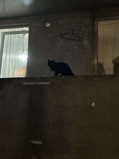 A black cat is climbing a wall. The cat is silhouetted against a lighter background. The scene appears to be indoors, possibly an unfinished building or a large room with concrete walls. There is a window in the background with horizontal blinds. A clothes hanger is visible hanging from a string on the wall. The lighting is dim, suggesting it might be nighttime or an area with low light. The overall impression is one of an unusual or unexpected moment captured.