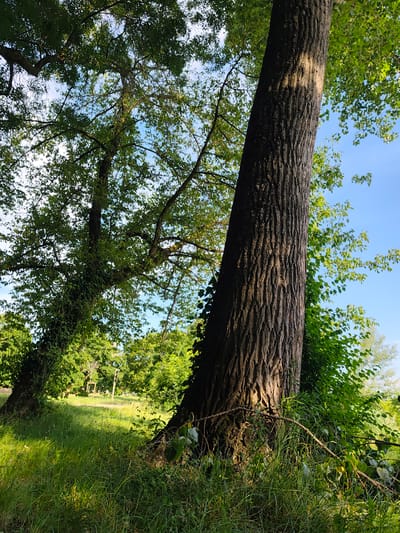 The image captures a verdant scene in Chézenas, France. Two large trees dominate the foreground, their trunks exhibiting textured bark. One tree is partially covered in climbing ivy. Abundant green foliage fills the frame, creating a canopy overhead. Grass covers the ground, and sunlight filters through the trees, casting shadows. In the background, a grassy field leads to more trees, and a simple wooden structure is visible in the distance. The sky is a clear blue.