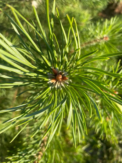 The image is a close-up, overhead shot of a pine branch with sharp, green needles radiating outwards from a central cluster of small, brown pine cones. The background is a soft, blurred expanse of green, suggesting more pine foliage or other vegetation, with sunlight creating highlights and shadows on the needles. The scene appears to be outdoors, in a natural setting. There is no indication of human presence or any urban environment; therefore, no specific location in the city of Торковичи, Russia can be determined from the image.