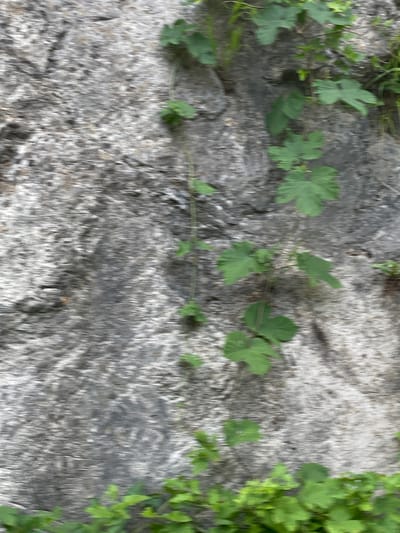 The image shows a close-up, motion-blurred view of a rocky surface with green foliage growing on it. The rock face appears to be a natural formation, with textured, gray and white tones. Several green leaves and stems are visible, some climbing the rock face and others clustered at the bottom of the frame. The blur suggests movement, possibly from the camera or wind. There are no people or man-made structures immediately apparent in this specific frame. The scene is consistent with natural landscapes found in mountainous or rural areas, which are characteristic of Prijepolje Municipality, Serbia, known for its rugged terrain and vegetation.