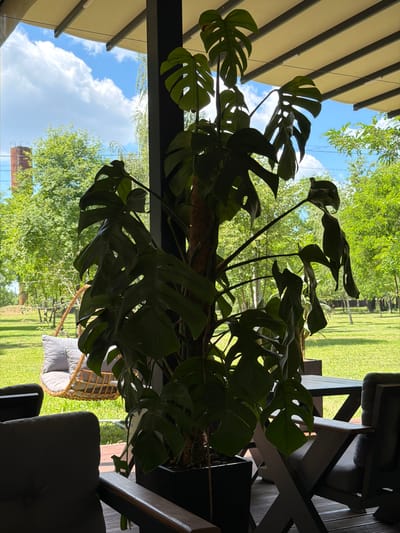 The image depicts an outdoor seating area on a wooden deck, likely a cafe or restaurant, in Revne, Ukraine. A large Monstera plant in a black rectangular planter is the central focus, positioned in the foreground. The plant's large, perforated leaves are silhouetted against a bright sky with scattered white clouds.
Beyond the plant, a lush green lawn stretches out, dotted with trees. In the middle ground, a hanging wicker chair with a grey cushion is suspended from a tree branch. Further back, glimpses of a red brick industrial chimney can be seen peeking through the trees on the left side of the frame.
In the immediate foreground and to the right, parts of dark-colored outdoor chairs and a table with a dark wood finish are visible, suggesting a seating arrangement. The scene is illuminated by natural daylight, casting shadows from the plants and furniture.
