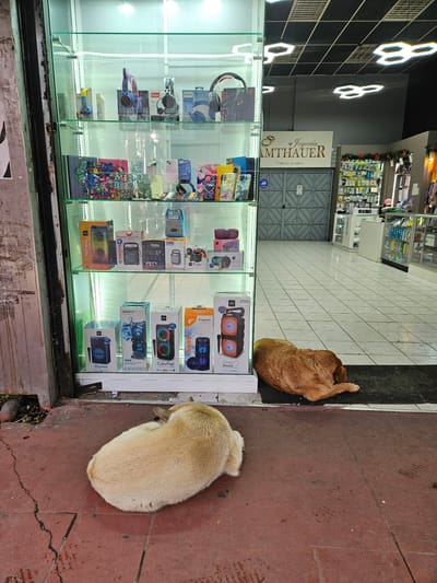 The image shows two dogs sleeping in front of a jewelry store. The jewelry store is "Joyería Amthauer". One dog is light brown, and the other is golden. The dogs are curled up and sleeping on the sidewalk next to a display window. The display window contains various electronic products, including headphones, cell phone cases, and portable speakers. The ground is a mix of red brick and gray tile. The location appears to be the city of Osorno, Chile, given the store name and overall environment.