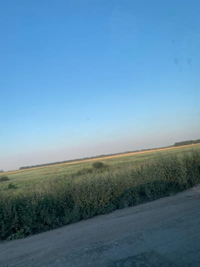 The image shows a rural landscape with a clear blue sky. The perspective is from ground level, looking across a field of green vegetation. A dirt road runs along the right side of the frame, bordered by the field. The field appears to be a crop, possibly a grain or hayfield, stretching out towards the horizon. In the distance, there is a line of trees, and beyond that, a hint of a structure or buildings. The lighting suggests it is daytime, with the sun illuminating the scene from above and to the left, creating soft shadows. The overall impression is one of a peaceful, natural setting. There is no visible text in the image. The location context of Maiske, Ukraine, implies a rural agricultural area.