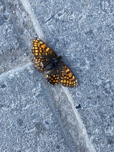 A dead butterfly with orange and black patterned wings lies on a grey, textured concrete surface. The butterfly is positioned centrally, with its wings spread open. The concrete has visible cracks and small pebbles embedded in it.