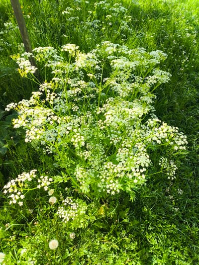 A close-up, high-angle shot showcases a vibrant cluster of white wildflowers with delicate, airy blooms, dominating the center of the frame. These flowers are surrounded by lush green grass, with hints of other wild plants and foliage interspersed. A weathered wooden post stands to the left, partially obscured by the vegetation. The scene appears to be an outdoor, natural environment, possibly a meadow or field, bathed in bright sunlight, casting dappled shadows across the grass and flowers. There are no people or animals visible in the image. The specific location within Alagyaz, Armenia, cannot be determined from the visual information provided.