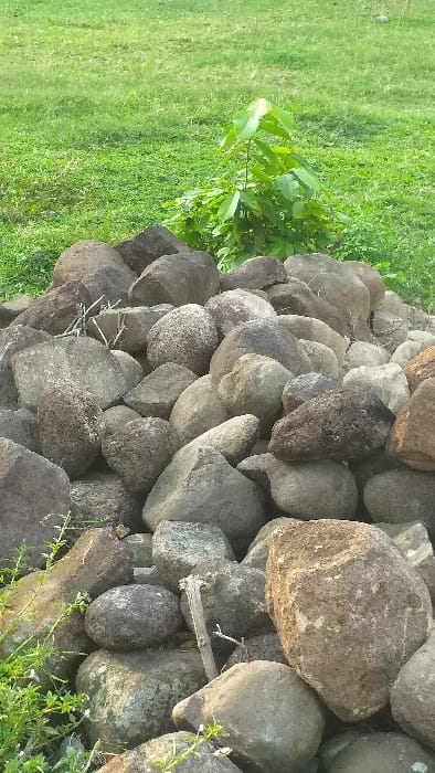The image depicts a static outdoor scene in Lamreung, Indonesia, focusing on a substantial, irregular pile of approximately one hundred natural, unworked rocks or boulders. These rocks vary in size, shape, and color, ranging from dark grey to brown and light grey, with some exhibiting minor surface discoloration or light-colored patches, possibly lichen. Interspersed among the rocks are a few dry, thin branches or twigs. Directly behind the rock pile, slightly to the left of the vertical center, a small, vibrant green leafy plant or sapling stands upright. The background consists entirely of a uniformly green, low-cut grassy area, indicating an open field or lawn. No people, animals, or man-made structures are visible. The lighting suggests daylight, with some areas of the rocks illuminated, casting subtle shadows.