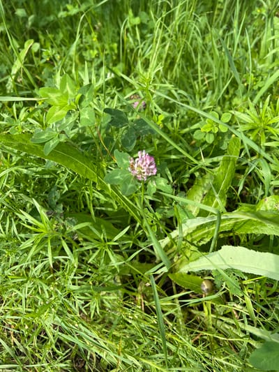 A close-up, overhead shot captures a patch of green grass and clover in Reineke, Russia. In the center, a single pink clover flower stands out, surrounded by lush green foliage and blades of grass. To the right of the flower, a large, serrated green leaf is prominent. Further down and to the right, a snail rests on a thin green stalk, its shell a blend of grey and yellow. The overall scene depicts a natural outdoor environment with a focus on vegetation and small wildlife.
