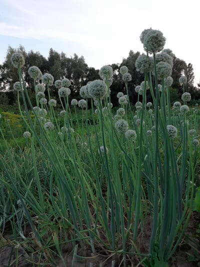 The image depicts a field of flowering onion plants in Deremezna, Ukraine. The onion flower heads are spherical and white, borne on tall, slender green stalks. The field is dense with these plants, some in the foreground and others extending into the background. In the distance, a line of trees forms a dark backdrop against a pale, overcast sky. The ground appears to be dark soil with some dry vegetation. No people or animals are visible in the scene.