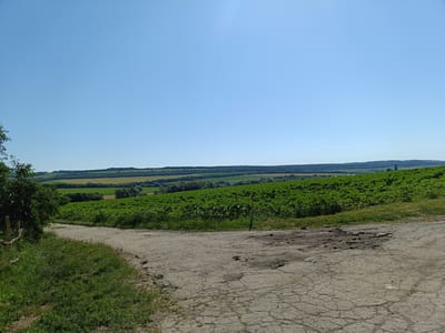 The image depicts a rural landscape in Cușelăuca, Moldova. In the foreground, a cracked and weathered dirt road or path is visible, with patches of dry soil and scattered debris. To the left of the road, a dense green bush and grassy area are present. A wooden fence post is also visible in the left portion of the image. Beyond the immediate foreground, a vast field of green crops, likely sunflowers or corn, stretches towards the horizon. The field is bordered by a thin wire fence. In the distance, rolling hills covered with trees and other vegetation create a layered effect. The sky above is a clear, bright blue with a subtle lens flare. The scene is bathed in bright daylight, suggesting a warm, sunny day. There are no people or animals visible in the image.