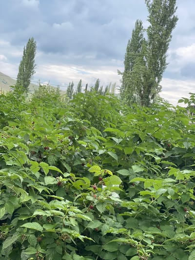 The image depicts a dense thicket of raspberry bushes laden with ripe red berries. The bushes are lush and green, filling the foreground and midground of the scene. In the background, tall, slender trees, possibly poplars, rise against a cloudy sky. The terrain behind the trees appears to be a gentle, grassy slope, characteristic of the mountainous landscape found around Кызыл-Тоо, Kyrgyzstan. The overall impression is one of abundance and natural growth in a rural setting.