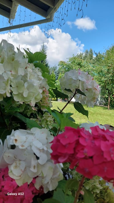 A close-up outdoor shot shows a cluster of hydrangeas in bloom. The flowers are a mix of white and pink, with lush green leaves. In the background, a manicured lawn and trees are visible under a bright blue sky with fluffy white clouds. A wooden overhang with decorative string lights is visible in the upper left corner of the frame. The overall scene suggests a residential garden setting. This photograph was taken in Zhavoronki, Russia.