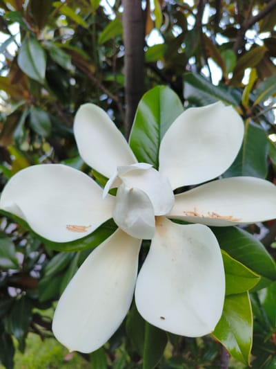 A close-up, full-frame shot captures a large, white magnolia flower in bloom. The flower has multiple broad, creamy white petals that are slightly cupped, revealing a cluster of pale stamens in its center. The petals appear smooth and waxy, with a few faint brown speckles on some. The flower is surrounded by lush, dark green magnolia leaves, some of which are blurred in the background, creating a soft focus effect. A dark tree trunk is visible vertically behind the flower. The lighting suggests it is daytime, with sunlight filtering through the leaves, creating bright highlights and subtle shadows. The image does not depict any specific urban or natural landscape features that would allow for localization to Agoy, Russia.