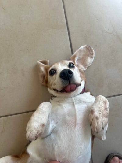 A beagle with brown and white fur lies on its back on a tiled floor. The dog’s paws are up in the air, and its tongue is sticking out. The beagle looks directly at the camera with a playful expression. The floor is light-colored with subtle patterns. A small portion of a foot wearing a sandal is visible at the top right corner of the image.