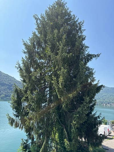 A large coniferous tree dominates the foreground of the image, its branches extending across the frame. Behind the tree, a body of water, likely a lake, is visible with a distant hillside covered in lush green vegetation. The sky is clear and blue. In the lower right corner of the image, two white vans are parked on an asphalt surface. The scene appears to be in a natural setting with some man-made elements.