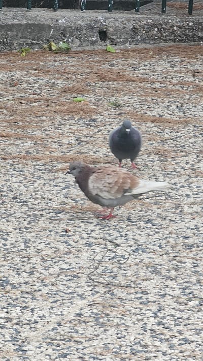 The image shows two pigeons on a ground covered with small white and grey pebbles, interspersed with dry pine needles. The pigeon in the foreground is facing left and is mostly grey and light brown. It has reddish feet. The pigeon in the background is facing forward, is dark grey, and appears to be standing further back on the pebbled ground. Behind the pigeons, there is a concrete structure with some green foliage and a metal railing. The scene is likely an outdoor public space, possibly a park or a walkway, in Zaragoza, Spain, given the specific details. The lighting suggests it is daytime.
