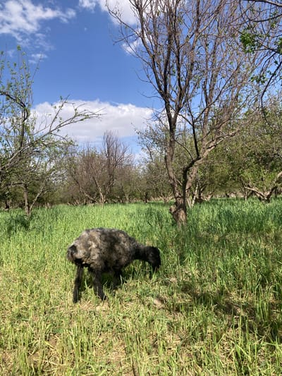 The image depicts a landscape in Qila Saifullah, Pakistan, featuring a grassy field bordered by trees. A black sheep stands amidst the green grass. The trees line the edge of the field, some with bare branches and others with fresh spring leaves. The sky is visible through the trees, showing a blue sky with white clouds.