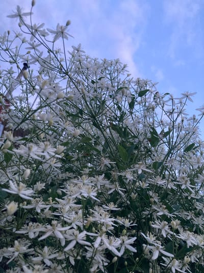 A low-angle shot captures a dense cluster of small white flowers against a pale blue sky with wispy clouds. The flowers, some in full bloom with delicate white petals and yellow centers, others as small buds, are clustered on thin, dark green stems. Green leaves are interspersed throughout the floral mass. The overall impression is one of an overgrown vine or shrub. The lighting suggests it is either early morning or late evening. The scene is devoid of any identifiable landmarks or structures that would pinpoint its location within Міханавіцкі сельскі Савет, Belarus. There are no people or animals clearly visible, although a dark, indistinct shape, possibly a small bird, is barely visible in the upper left quadrant.
